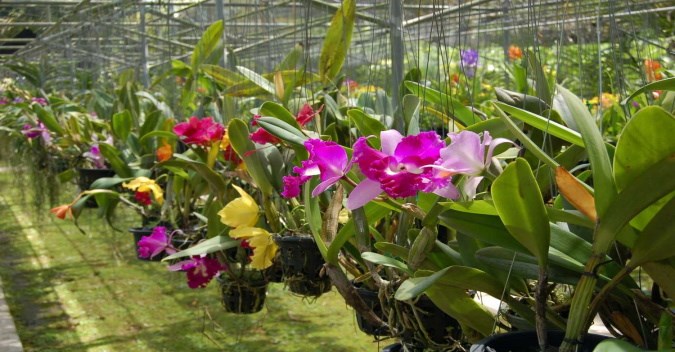 Orchidées sacrées